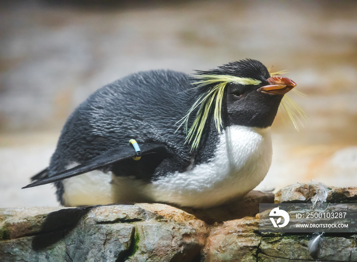 Felsenpinguin liegt auf Felsen