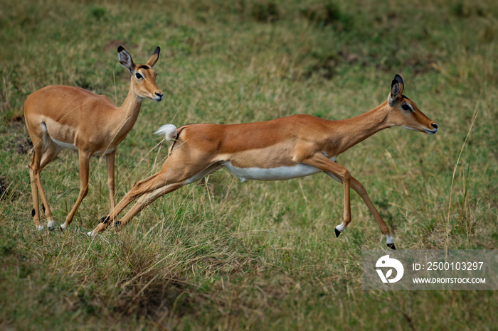 Impala - Aepyceros melampus medium-sized antelope found in eastern and southern Africa. The sole member of the genus Aepyceros, jumping and fast running mammal, brown color grazing herbivore