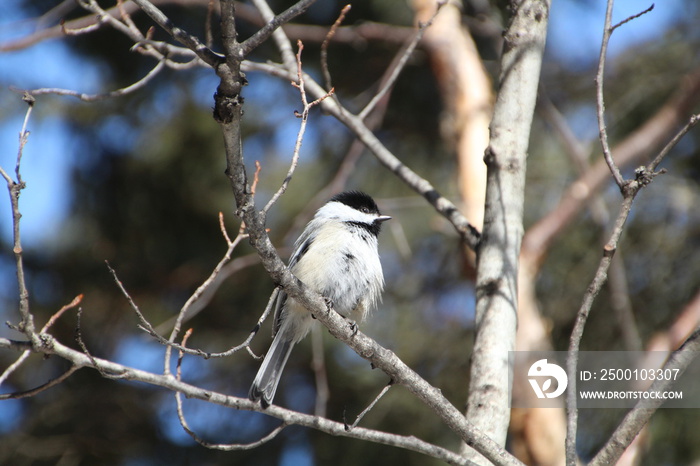 Chickadee In The Tree, Whitemud Park, Edmonton, Alberta