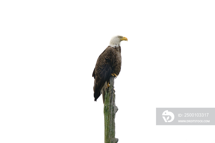 bald eagle isolated on white