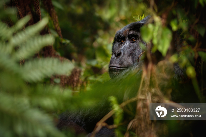 Wild mountain gorilla in the nature habitat. Very rare and endangered animal close up. African wildlife.Big and charismatic creature. Mountain gorillas. Gorilla beringei beringei.