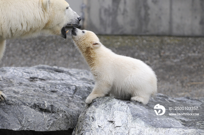 Wilbär, Eisbären, Tierpark, Deutschland, Europa