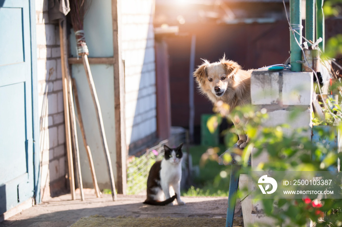 Funny village dog and cat on the porch of the house.