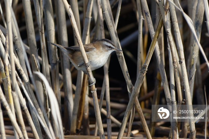 Moustached Warbler (Acrocephalus melanopogon) perched on a reed