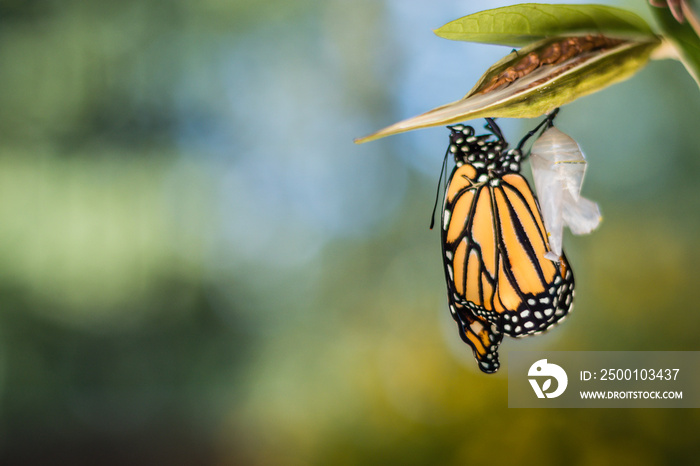 Monarch Butterfly newly emerged from Chrysalis, Danaus Plexppus, on milkweed with soft jewel tones background