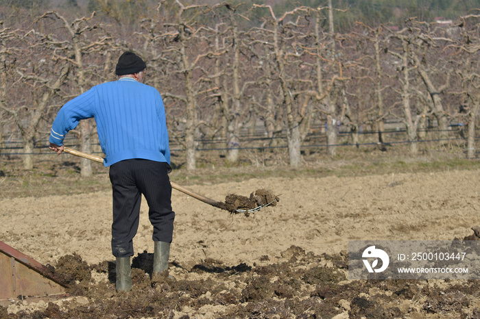 unrecognizable farmer spreading organic fertilizer in the field with pitchfork