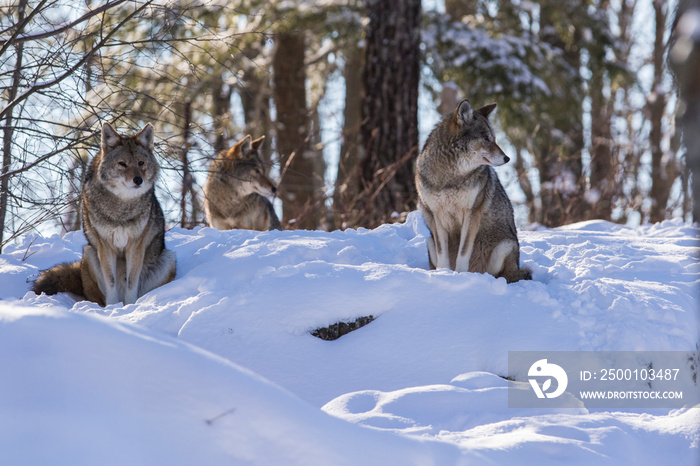 coyote (Canis latrans) in winter