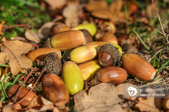 Fallen acorns of oak lying on the forest ground. Quercus robur, commonly known as common oak, pedunculate oak, European oak or English oak, is a species of flowering plant in the beech and oak family.