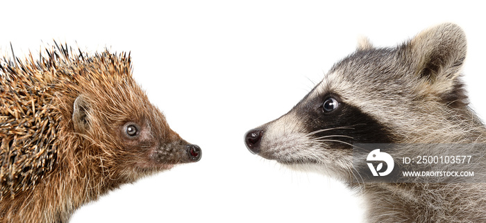 Portrait of a hedgehog and raccoon, closeup, side view, isolated on a white background