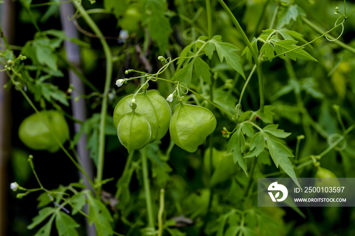 Still unripe (green) fruits of the balloon plant or love in a puff - Cardiospermum halicacabum – in early summer, Bavaria, Germany, Europa