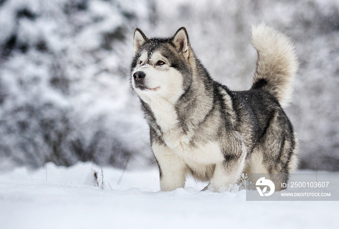 Alaskan Malamute dog on a winter