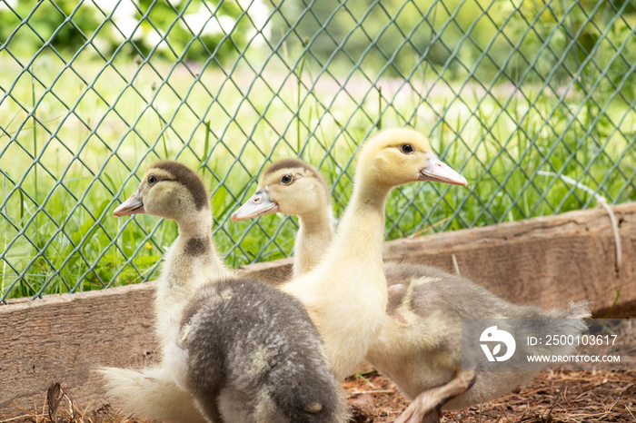 Three young yellow and brown Muscovy ducklings in a pen