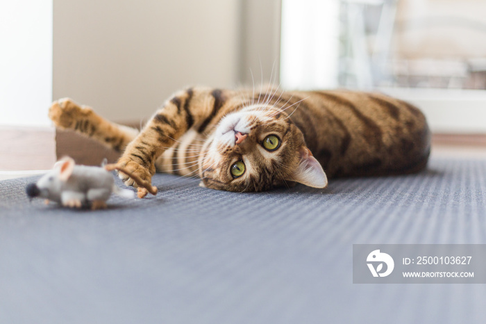 Beautiful bengal cat lying on floor and playing with mouse toy in the house