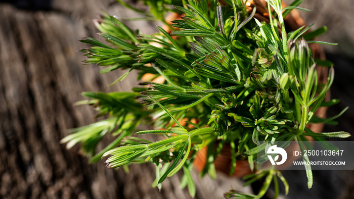 Galium aparine cleavers, in basket on wooden table. plant is used in ayurveda and traditional medicine for poultice. grip grass Plant stalks close-up In spring