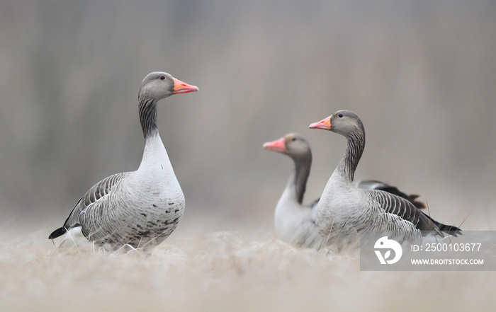 Greylag goose (Anser anser)