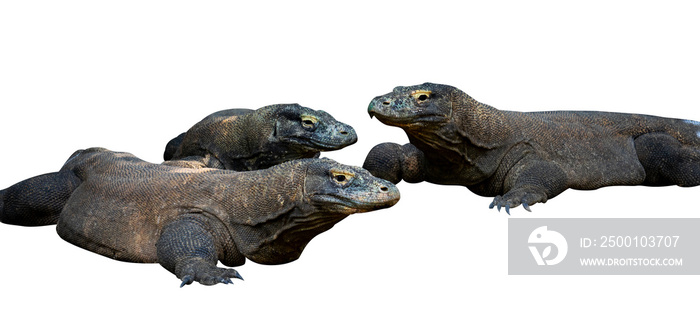 group of Komodo dragons isolated