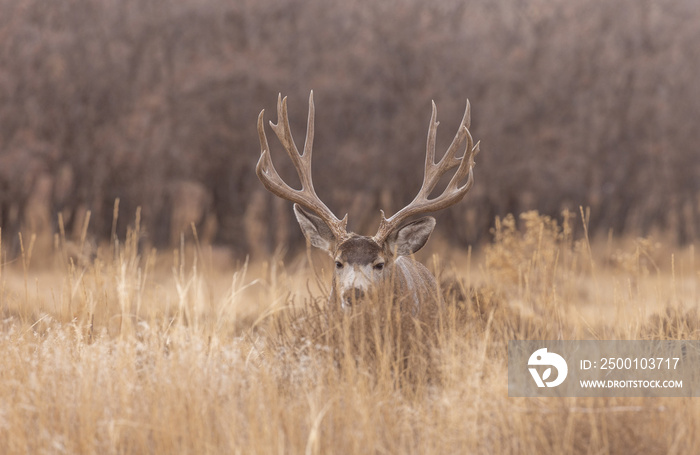 Mule Deer Buck in Colorado in Autumn