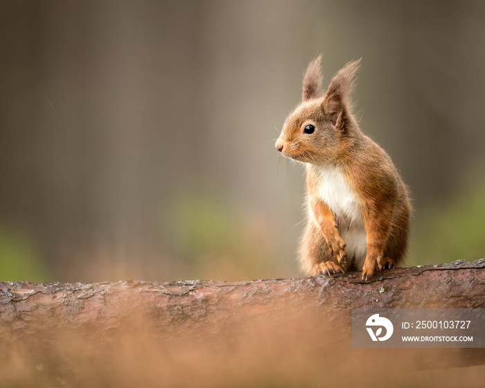 Red Squirrel perched on a log with green woodland backdrop and golden brown heather foreground.  Taken in Cairngorms National Park, Scotland.