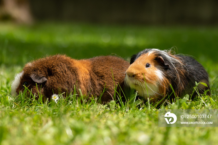 guinea pig in grass