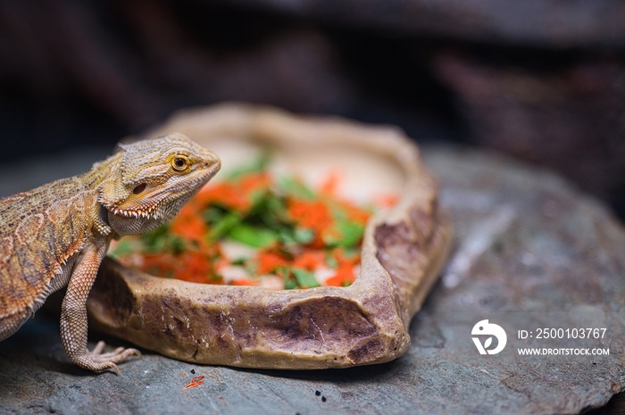 Close up photo of bearded dragon eating vegetables on rock