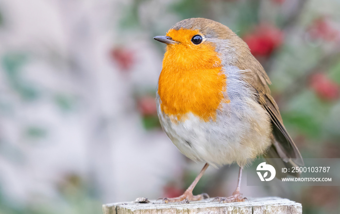 Cute European robin, or robin redbreast, (Erithacus rubecula) perches on a post, close-up shot, Scotland