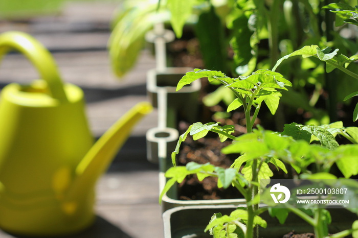 Container vegetables gardening. Vegetable garden on a terrace. Flower, tomatoes growing in container