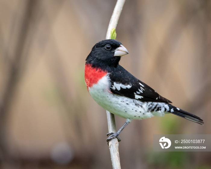 Male red breasted grosbeak preached on grass head is turned 180 degrees