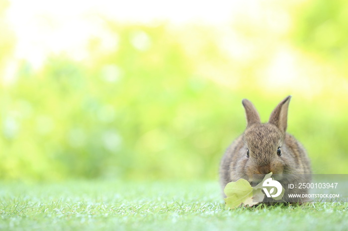 Cute little rabbit on green grass with natural bokeh as background during spring. Young adorable bunny playing in garden. Lovrely pet at park