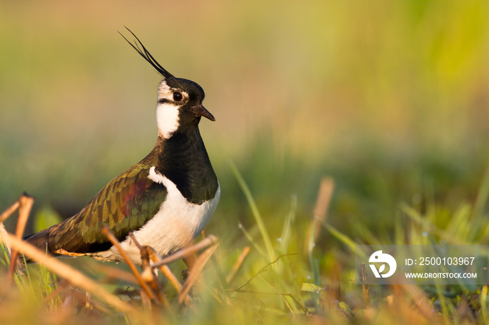 Bird Lapwing Vanellus vanellus on green background spring time Poland Europe migratory bird