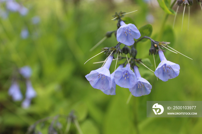 Close-up of Virginia bluebells at Morton Grove, Illinois’ Miami Woods