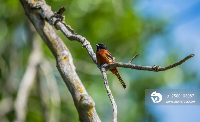 towhee on tree branch