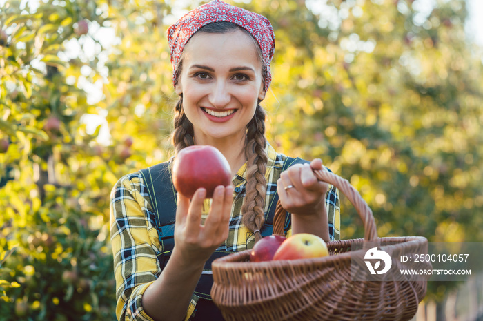 Frau oder Bäuerin auf einer Apfelplantage zeigt einen Apfel in die Kamera