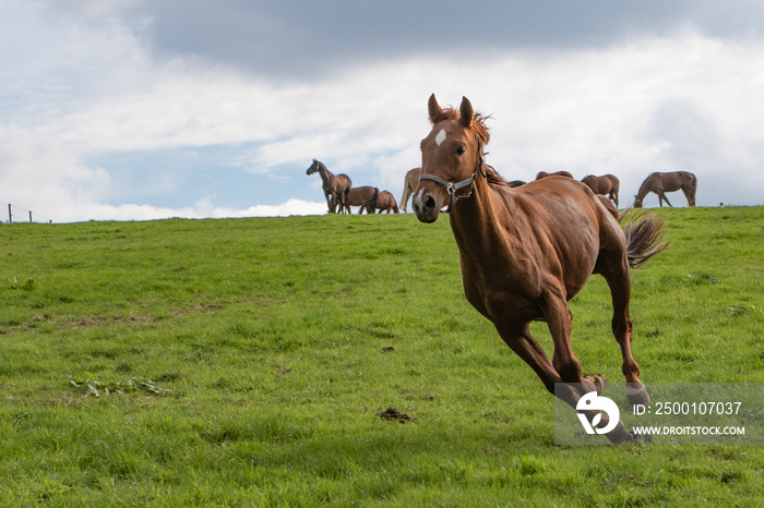 Galopp im Hintergrund die Herde