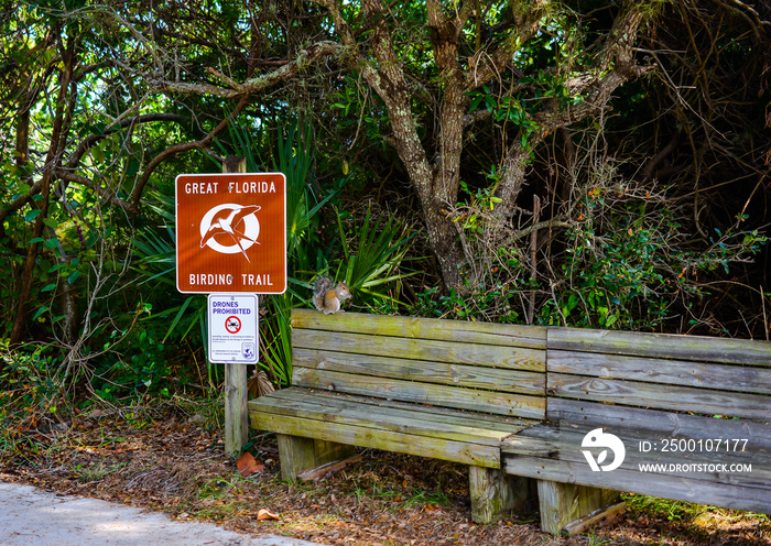 Squirrel Welcoming Visitors to the Hobe Sound Wildlife Refuge