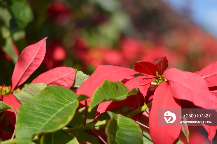 the poinsettia, the traditional Christmas plant, grows spontaneously in the Canary Islands