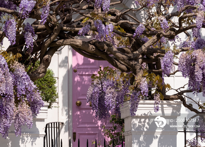 Wisteria in full bloom growing outside a house with pink door in Kensington, London. Photographed on a sunny spring day.