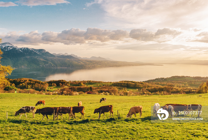 Many young cows graze on alpine pasture with amazing view of swiss lake Geneva on background