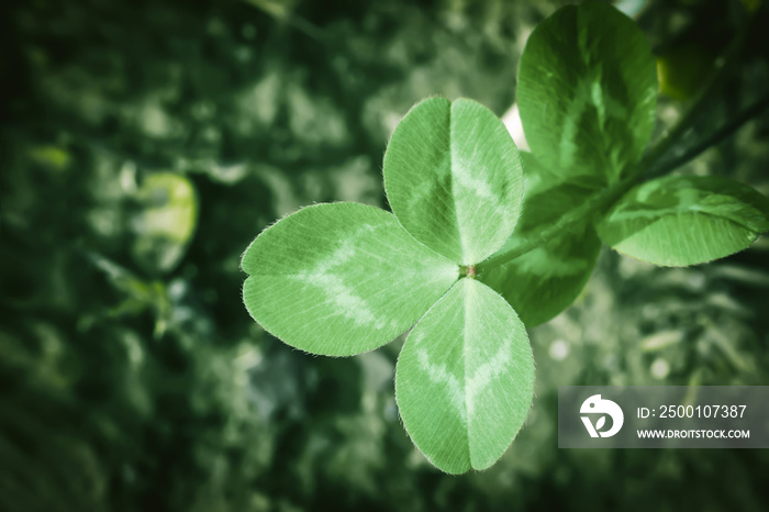 Green clover leaf growing in spring field