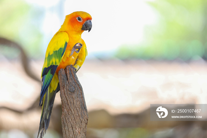 The mini parrot bird on stick tree