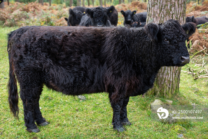 A distinctive black coated Galloway Cow in a Cumbrian Woodland near Ennerdale Water, England, UK.