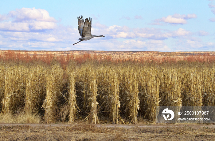 Lone sandhill crane flies over geometric lines of dried corn stalks in agricultural farming field in New Mexico