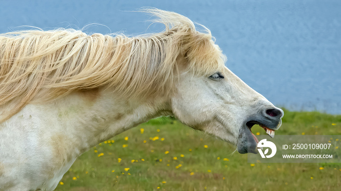 Side profile portrait of one furious wild white neighing icelandic horse head, open mouth showing teeth, blowing mane - Iceland