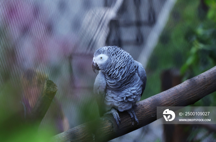 A beautiful eye of Grey parrot looking on the camera in the park. Psittacus erithacus sitting on the branch and looking on the parrot through leaves