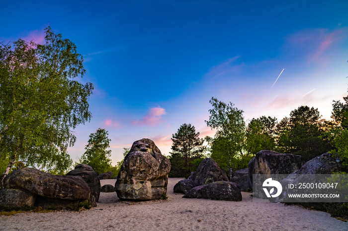 Natural forest in Fontainebleau