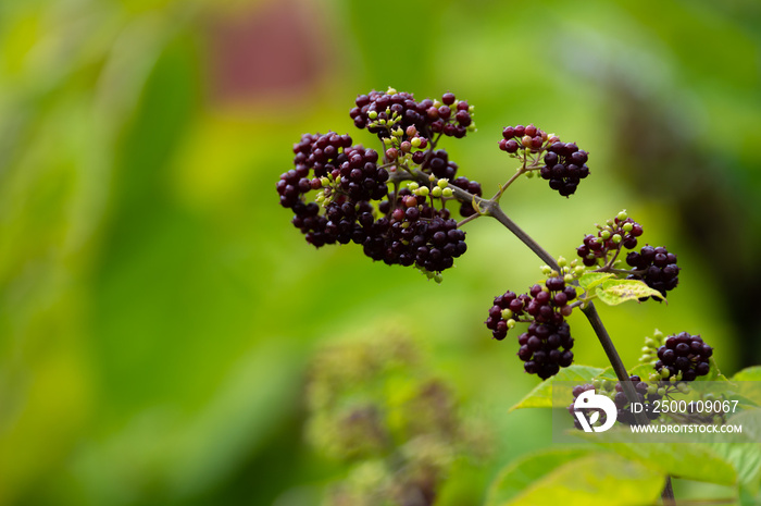 Woody shrub of Eleutherococcus senticosus or Siberian ginseng or eleuthero used in traditional Chinese medicine