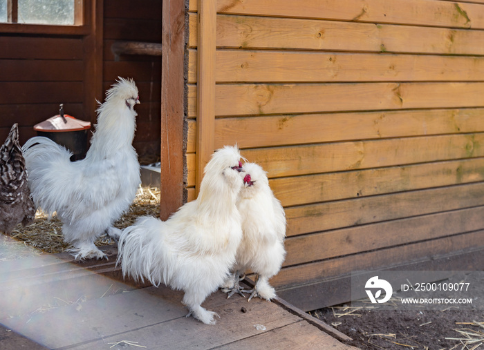 The Silkie or Silky chicken.