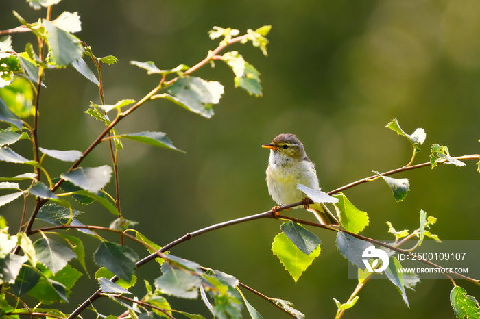 Willow warbler (Phylloscopus trochilus) sitting on a branch in the forest in summer.