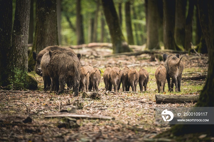 Rencontre chasse troupeau famille sangliers en forêt d’Europe