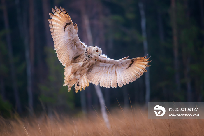 Eagle owl flying in the forest. Huge owl with open wings in habitat with trees. Beautiful bird with orange eyes.