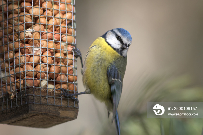 Blue tit bird on bird feeder